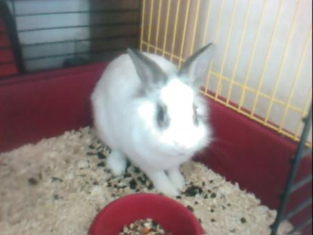                                       ***foxie ch&eacute;rie***